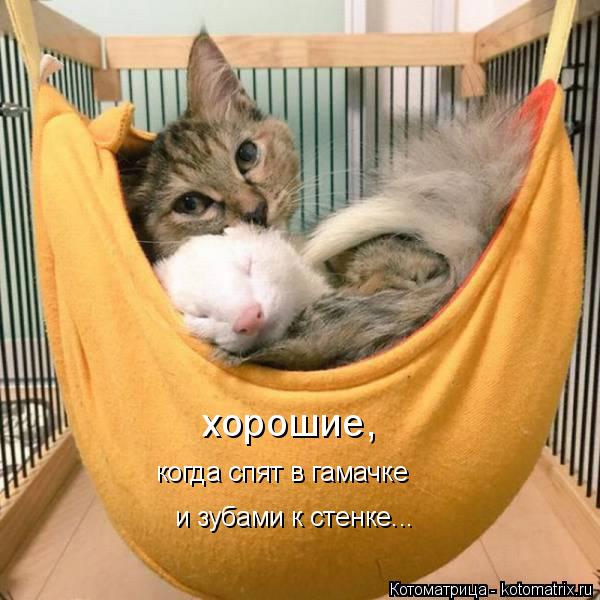 хорошие, когда спят в гамачке и зубами к стенке...... Котоматрица: хорошие, когда спят в гамачке и зубами к стенке...