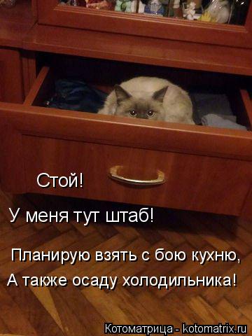 Стой! У меня тут штаб! А также осаду холодильника! Планирую взять с бою кухню,... Котоматрица: Стой! У меня тут штаб! А также осаду холодильника! Планирую взять с бою кухню,