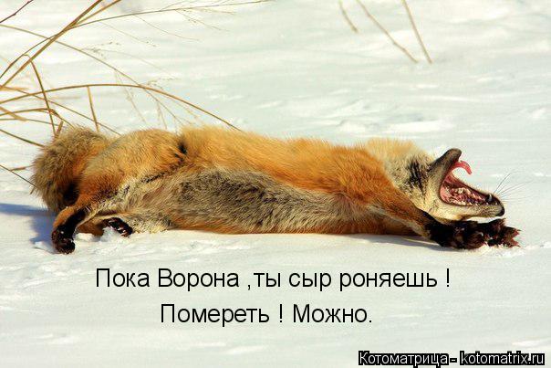 Пока Ворона ,ты сыр роняешь ! Помереть ! Можно.... Котоматрица: Пока Ворона ,ты сыр роняешь ! Помереть ! Можно.