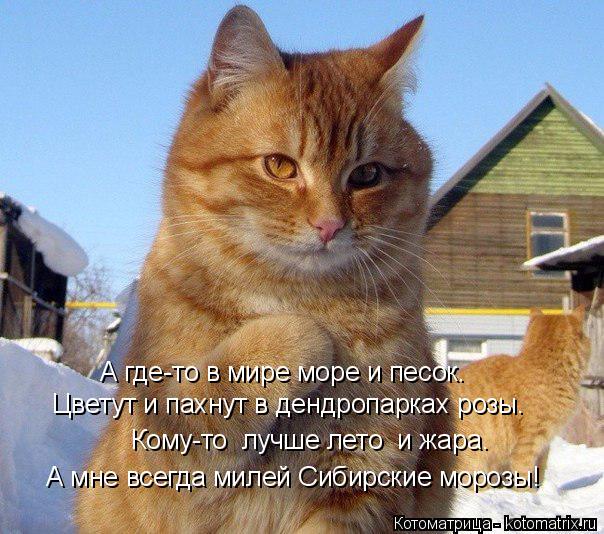 Цветут и пахнут в дендропарках розы. Кому-то лучше лето и жара. А где-то в мире море и песок. А мне... Котоматрица: Цветут и пахнут в дендропарках розы. Кому-то лучше лето и жара. А где-то в мире море и песок. А мне всегда милей Сибирские морозы!