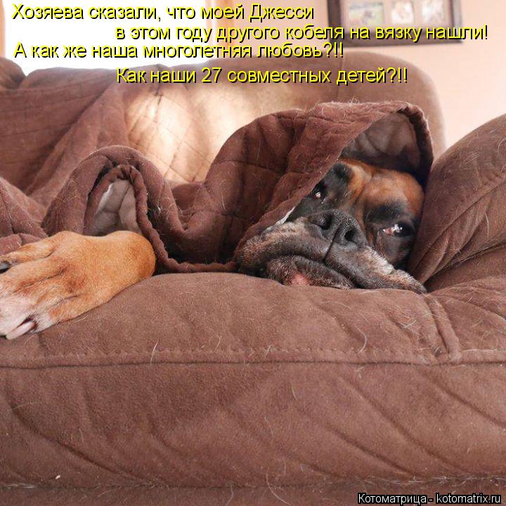Хозяева сказали, что моей Джесси в этом году другого кобеля на вязку нашли! А как же наша многолетня... Котоматрица: Хозяева сказали, что моей Джесси в этом году другого кобеля на вязку нашли! А как же наша многолетняя любовь?!! Как наши 27 совместных детей?!!