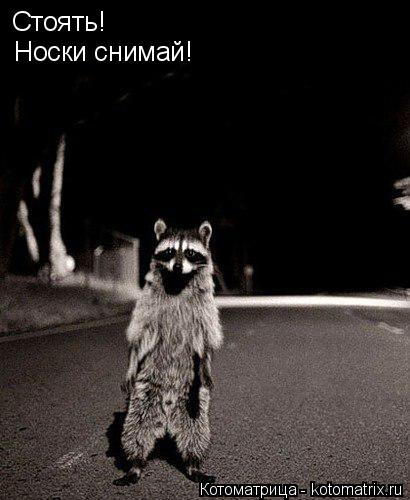Стоять! Носки снимай!... Котоматрица: Стоять! Носки снимай!