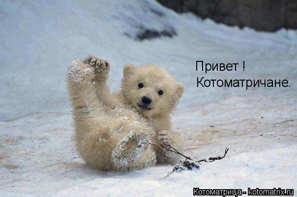 Привет ! Котоматричане.... Котоматрица: Привет ! Котоматричане.
