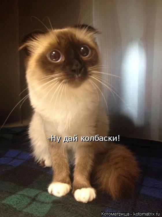 -Ну дай колбаски!... Котоматрица: -Ну дай колбаски!
