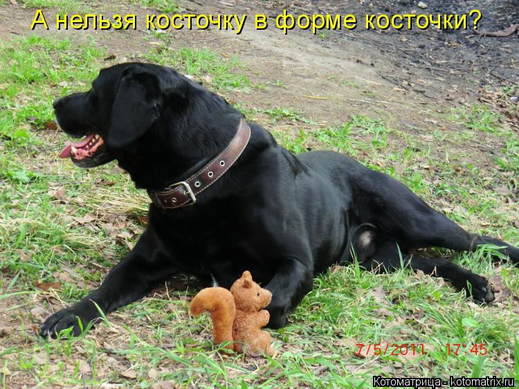 А нельзя косточку в форме косточки?... Котоматрица: А нельзя косточку в форме косточки?