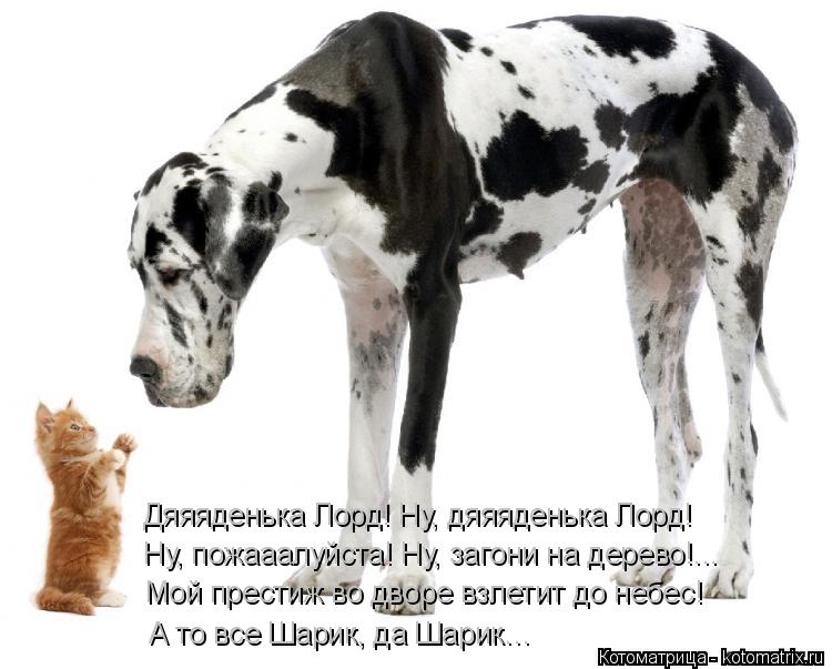 Дяяяденька Лорд! Ну, дяяяденька Лорд! Ну, пожааалуйста! Ну, загони на дерево!... Мой престиж во двор... Котоматрица: Дяяяденька Лорд! Ну, дяяяденька Лорд! Ну, пожааалуйста! Ну, загони на дерево!... Мой престиж во дворе взлетит до небес! А то все Шарик, да Шарик