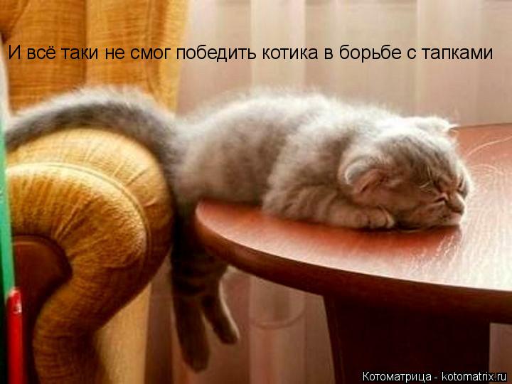 И всё таки не смог победить котика в борьбе с тапками... Котоматрица: И всё таки не смог победить котика в борьбе с тапками