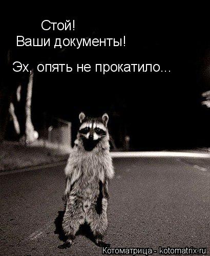 Стой! Ваши документы! Эх, опять не прокатило...... Котоматрица: Стой! Ваши документы! Эх, опять не прокатило...