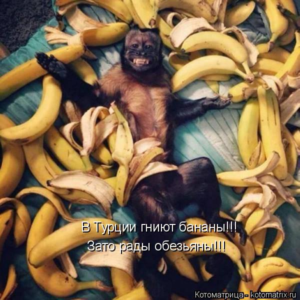 В Турции гниют бананы!!! Зато рады обезьяны!!!... Котоматрица: В Турции гниют бананы!!! Зато рады обезьяны!!!