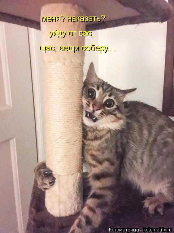 меня? наказать? уйду от вас, щас, вещи соберу....... Котоматрица: меня? наказать? уйду от вас, щас, вещи соберу....