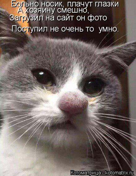 Больно носик, плачут глазки А хозяину смешно, Загрузил на сайт он фото Поступил не очень то умно.... Котоматрица: Больно носик, плачут глазки А хозяину смешно, Загрузил на сайт он фото Поступил не очень то умно.