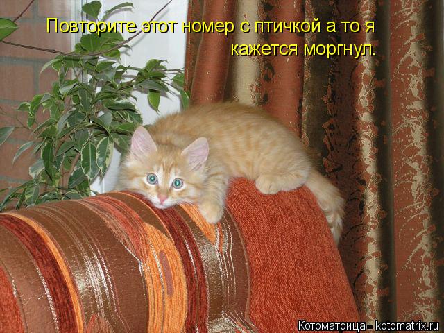Повторите этот номер с птичкой а то я кажется моргнул.... Котоматрица: Повторите этот номер с птичкой а то я кажется моргнул.