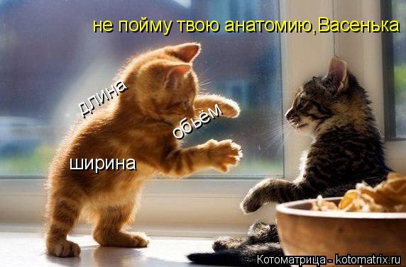 обьём длина ширина не пойму твою анатомию,Васенька... Котоматрица: обьём длина ширина не пойму твою анатомию,Васенька