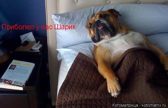 Приболел у нас Шарик... Котоматрица: Приболел у нас Шарик