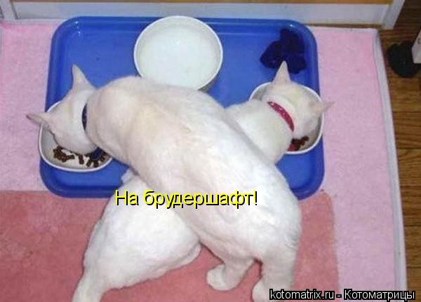 На брудершафт!... Котоматрица: На брудершафт!