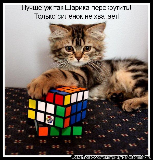 Лучше уж так Шарика перекрутить! Только силёнок не хватает!... Котоматрица: Лучше уж так Шарика перекрутить! Только силёнок не хватает!