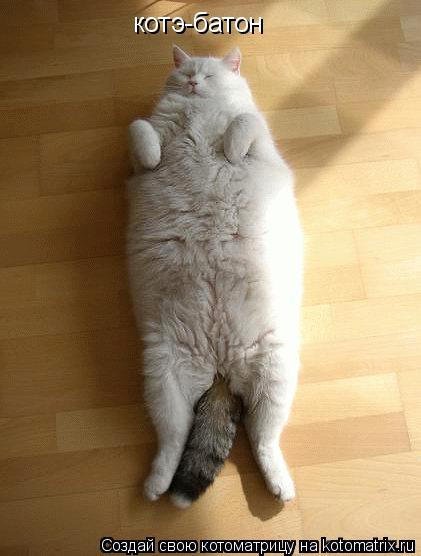 котэ-батон... Котоматрица: котэ-батон