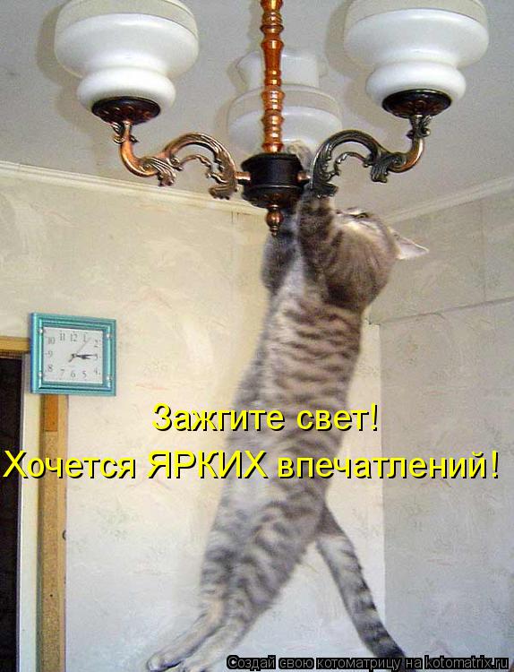 Зажгите свет! Хочется ЯРКИХ впечатлений!... Котоматрица: Зажгите свет! Хочется ЯРКИХ впечатлений!