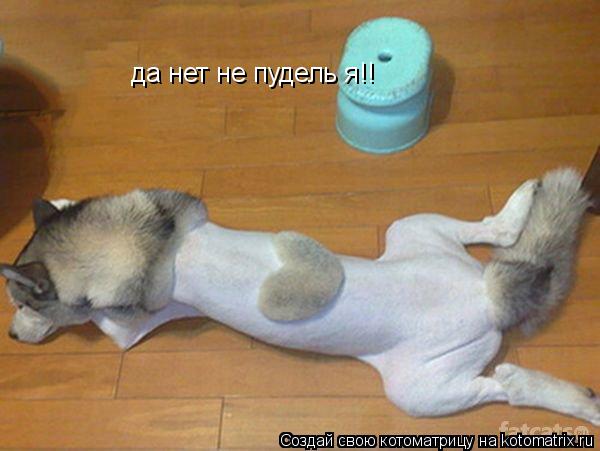да нет не пудель я!!... Котоматрица: да нет не пудель я!!