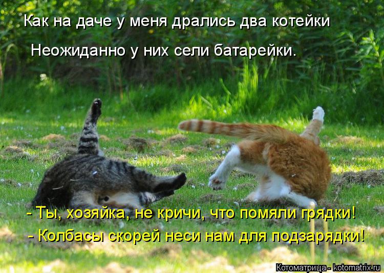 Как на даче у меня дрались два котейки Неожиданно у них сели батарейки. - Ты, хозяйка, не кричи, что ... Котоматрица: Как на даче у меня дрались два котейки Неожиданно у них сели батарейки. - Ты, хозяйка, не кричи, что помяли грядки! - Колбасы скорей неси нам дл