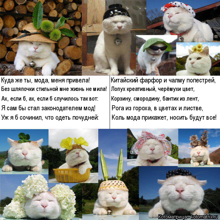 Куда же ты, мода, меня привела! Китайский фарфор и чалму попестрей, Без шляпочки стильной... Котоматрица: Куда же ты, мода, меня привела! Китайский фарфор и чалму попестрей, Без шляпочки стильной мне жизнь не мила! Лопух креативный, черёму