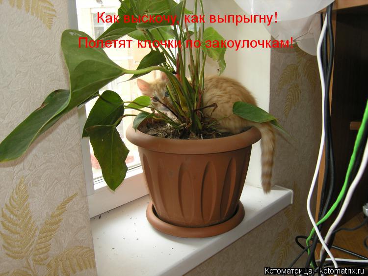Как выскочу, как выпрыгну! Полетят клочки по закоулочкам!... Котоматрица: Как выскочу, как выпрыгну! Полетят клочки по закоулочкам!