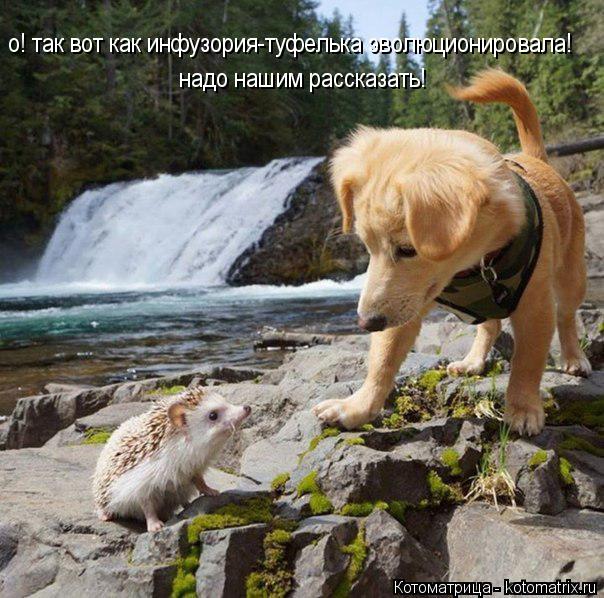 о! так вот как инфузория-туфелька эволюционировала! надо нашим рассказать!... Котоматрица: о! так вот как инфузория-туфелька эволюционировала! надо нашим рассказать!