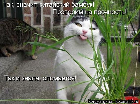 Так, значит, китайский бамбук! Проверим на прочность! Так и знала, сломается!... Котоматрица: Так, значит, китайский бамбук! Проверим на прочность! Так и знала, сломается!