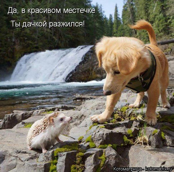 Да, в красивом местечке Ты дачкой разжился!... Котоматрица: Да, в красивом местечке Ты дачкой разжился!