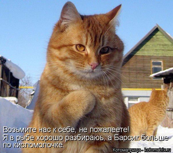 Возьмите нас к себе, не пожалеете! Я в рыбе хорошо разбираюь, а Барсик больше по кисломолочке.... Котоматрица: Возьмите нас к себе, не пожалеете! Я в рыбе хорошо разбираюь, а Барсик больше по кисломолочке.