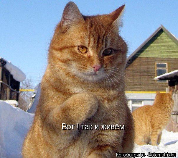 Вот ! так и живём.... Котоматрица: Вот ! так и живём.