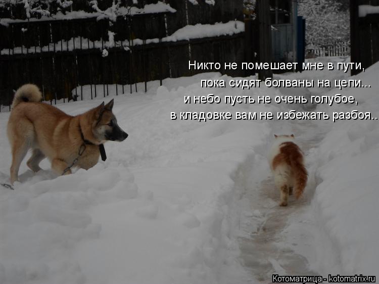 Никто не помешает мне в пути, пока сидят болваны на цепи... и небо пусть не очень голубое, в кладовке... Котоматрица: Никто не помешает мне в пути, пока сидят болваны на цепи... и небо пусть не очень голубое, в кладовке вам не избежать разбоя...