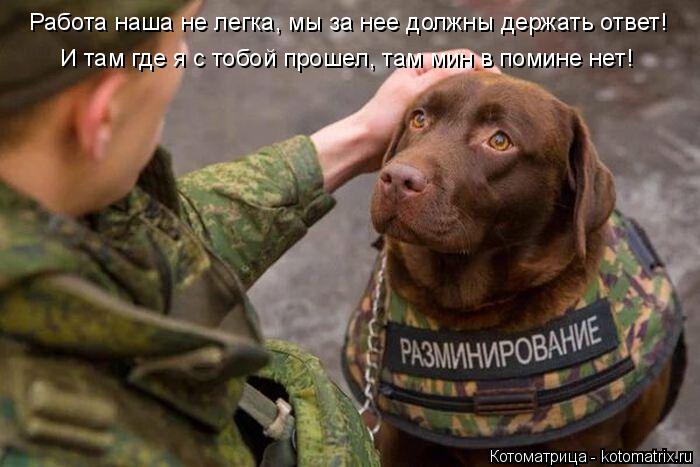 Работа наша не легка, мы за нее должны держать ответ! И там где я с тобой прошел, там мин в помине не... Котоматрица: Работа наша не легка, мы за нее должны держать ответ! И там где я с тобой прошел, там мин в помине нет!