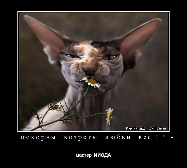 " покорны возрсты любви все ! " - мастер ИЙОДА... Котоматрица: " покорны возрсты любви все ! " - мастер ИЙОДА