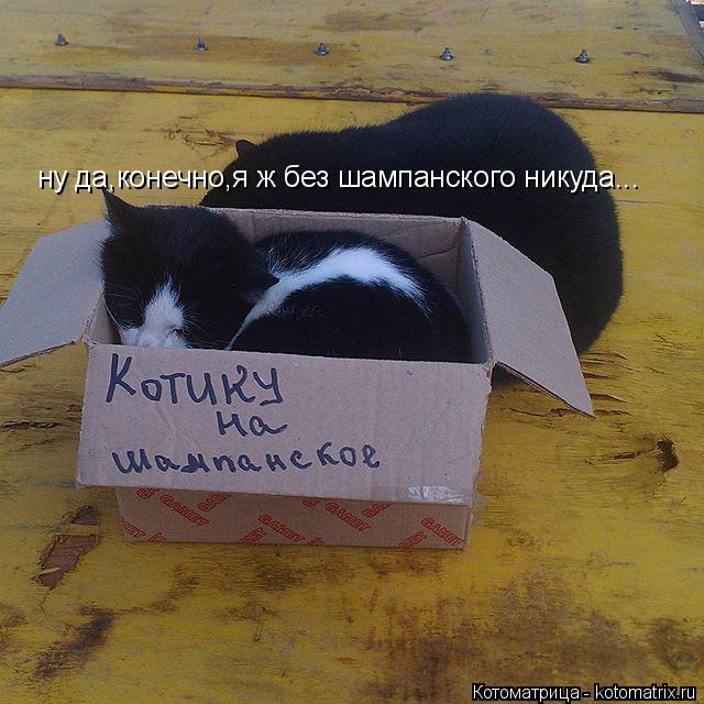 ну да,конечно,я ж без шампанского никуда...... Котоматрица: ну да,конечно,я ж без шампанского никуда...
