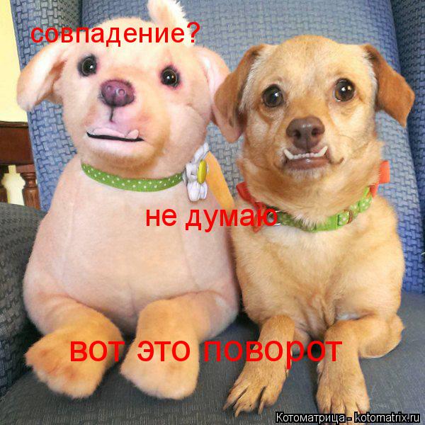 совпадение? не думаю вот это поворот... Котоматрица: совпадение? не думаю вот это поворот