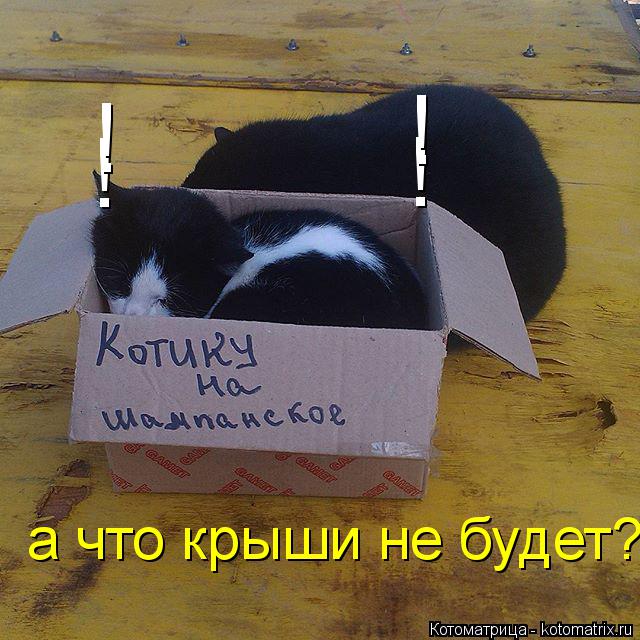 ! ! ! ! а что крыши не будет?... Котоматрица: ! ! ! ! а что крыши не будет?