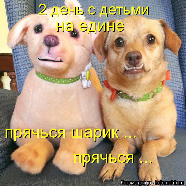 2 день с детьми на едине прячься шарик ... прячься ...... Котоматрица: 2 день с детьми на едине прячься шарик ... прячься ...