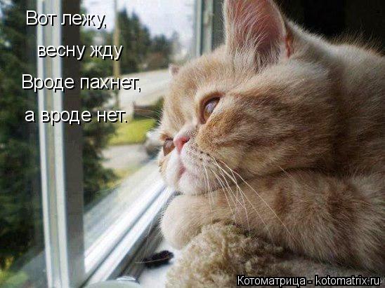 Вот лежу, весну жду Вроде пахнет, а вроде нет. а вроде нет.... Котоматрица: Вот лежу, весну жду Вроде пахнет, а вроде нет. а вроде нет.