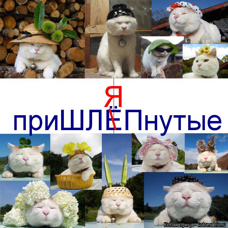 приШЛЁПнутые \ Я... Котоматрица: приШЛЁПнутые \ Я