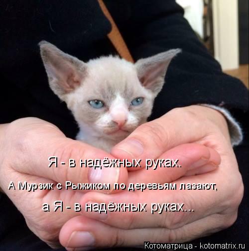 Я - в надёжных руках. А Мурзик с Рыжиком по деревьям лазают, а Я - в надёжных руках...... Котоматрица: Я - в надёжных руках. А Мурзик с Рыжиком по деревьям лазают, а Я - в надёжных руках...