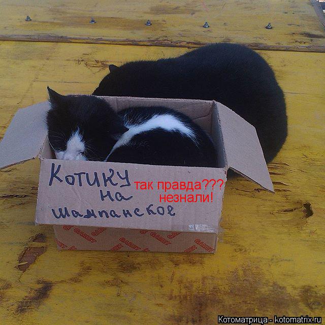 так правда??? незнали!... Котоматрица: так правда??? незнали!