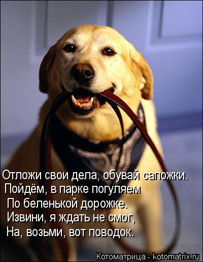 Отложи свои дела, обувай сапожки. Пойдём, в парке погуляем По беленькой дорожке. Извини, я ждать не ... Котоматрица: Отложи свои дела, обувай сапожки. Пойдём, в парке погуляем По беленькой дорожке. Извини, я ждать не смог, На, возьми, вот поводок.