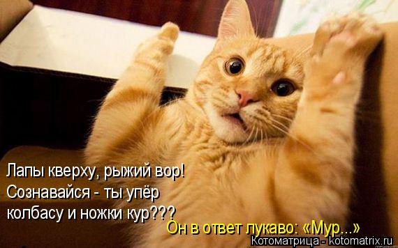 Лапы кверху, рыжий вор! Сознавайся - ты упёр колбасу и ножки кур??? Он в ответ лукаво: «Мур...»... Котоматрица: Лапы кверху, рыжий вор! Сознавайся - ты упёр колбасу и ножки кур??? Он в ответ лукаво: «Мур...»