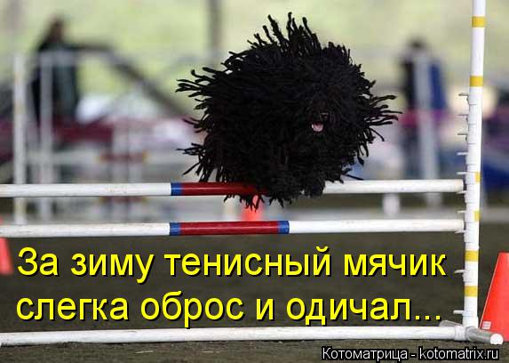 За зиму тенисный мячик слегка оброс и одичал...... Котоматрица: За зиму тенисный мячик слегка оброс и одичал...