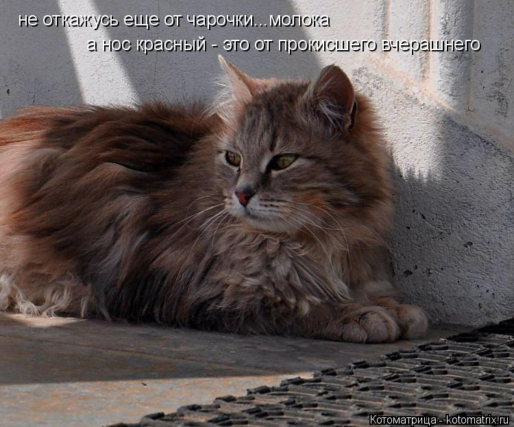 не откажусь еще от чарочки...молока а нос красный - это от прокисшего вчерашнего... Котоматрица: не откажусь еще от чарочки...молока а нос красный - это от прокисшего вчерашнего