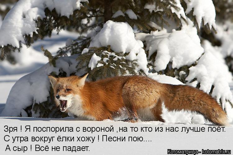 Зря ! Я поспорила с вороной ,на то кто из нас лучше поёт. С утра вокруг ёлки хожу ! Песни пою.... А с... Котоматрица: Зря ! Я поспорила с вороной ,на то кто из нас лучше поёт. С утра вокруг ёлки хожу ! Песни пою.... А сыр ! Всё не падает.