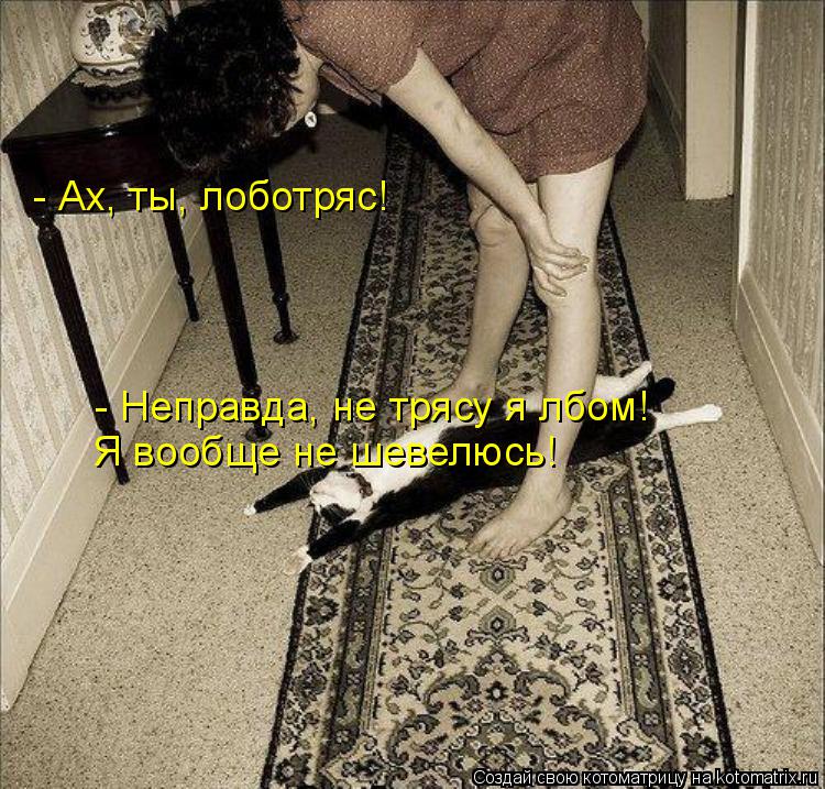 - Ах, ты, лоботряс! Я вообще не шевелюсь! - Неправда, не трясу я лбом!... Котоматрица: - Ах, ты, лоботряс! Я вообще не шевелюсь! - Неправда, не трясу я лбом!