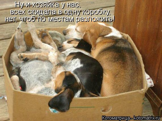 Ну и хозяйка у нас, всех скидала в одну коробку, нет, чтоб по местам разложить!... Котоматрица: Ну и хозяйка у нас, всех скидала в одну коробку, нет, чтоб по местам разложить!