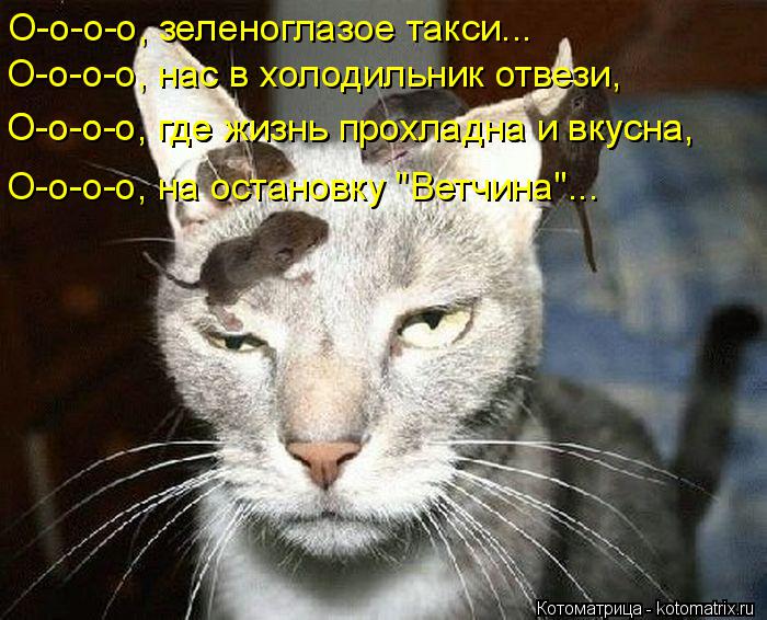 О-о-о-о, зеленоглазое такси... О-о-о-о, нас в холодильник отвези, О-о-о-о, где жизнь прохладна и вкус... Котоматрица: О-о-о-о, зеленоглазое такси... О-о-о-о, нас в холодильник отвези, О-о-о-о, где жизнь прохладна и вкусна, О-о-о-о, где жизнь прохладна и вкусна, О-о-о-